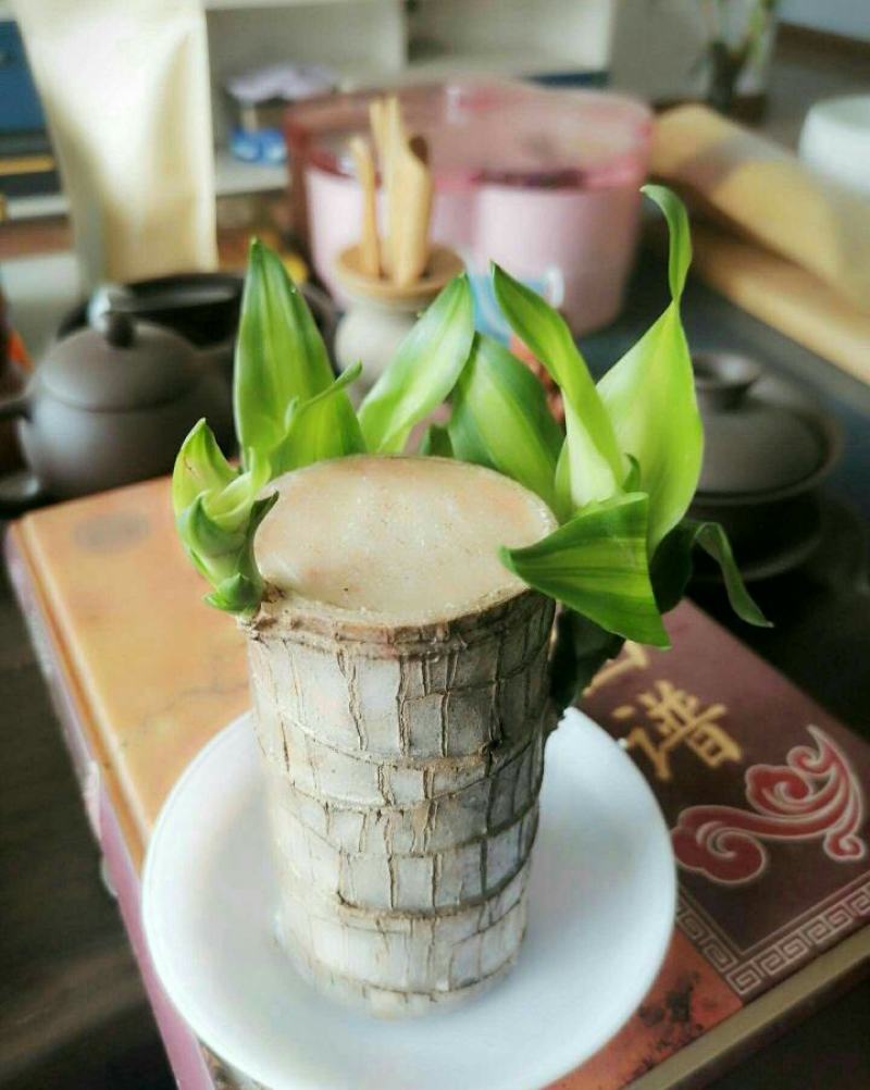带芽巴西木阳台办公室新房懒人水培绿植格鲁特幸运木盆栽