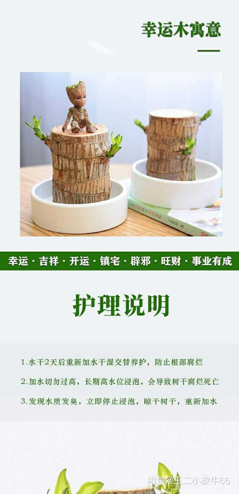 带芽巴西木阳台办公室新房懒人水培绿植格鲁特幸运木盆栽