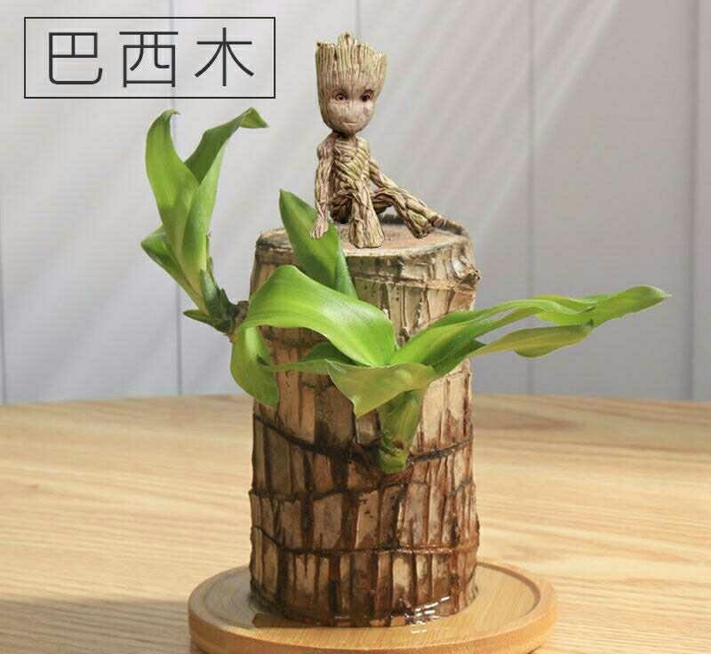 带芽巴西木阳台办公室新房懒人水培绿植格鲁特幸运木盆栽