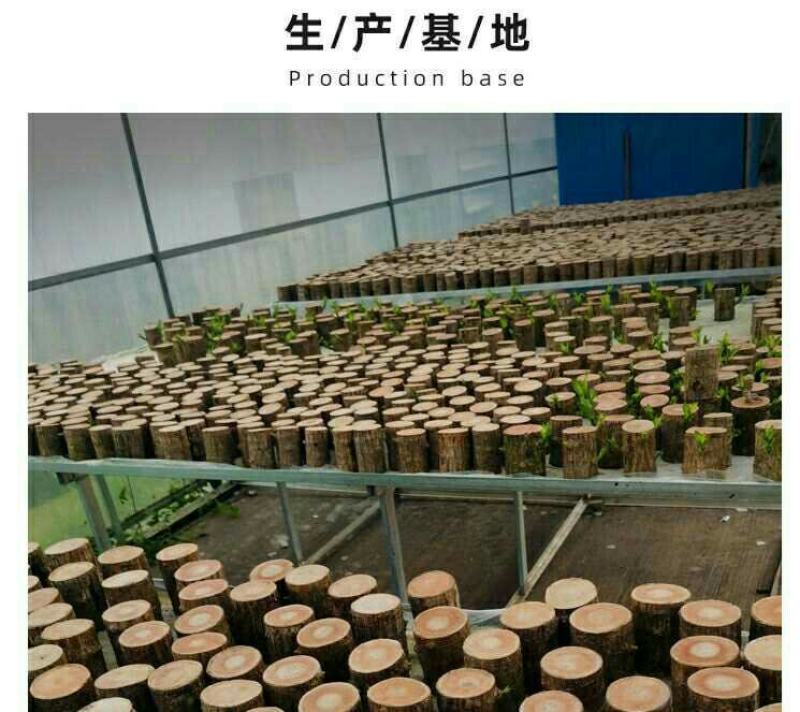 带芽巴西木阳台办公室新房懒人水培绿植格鲁特幸运木盆栽