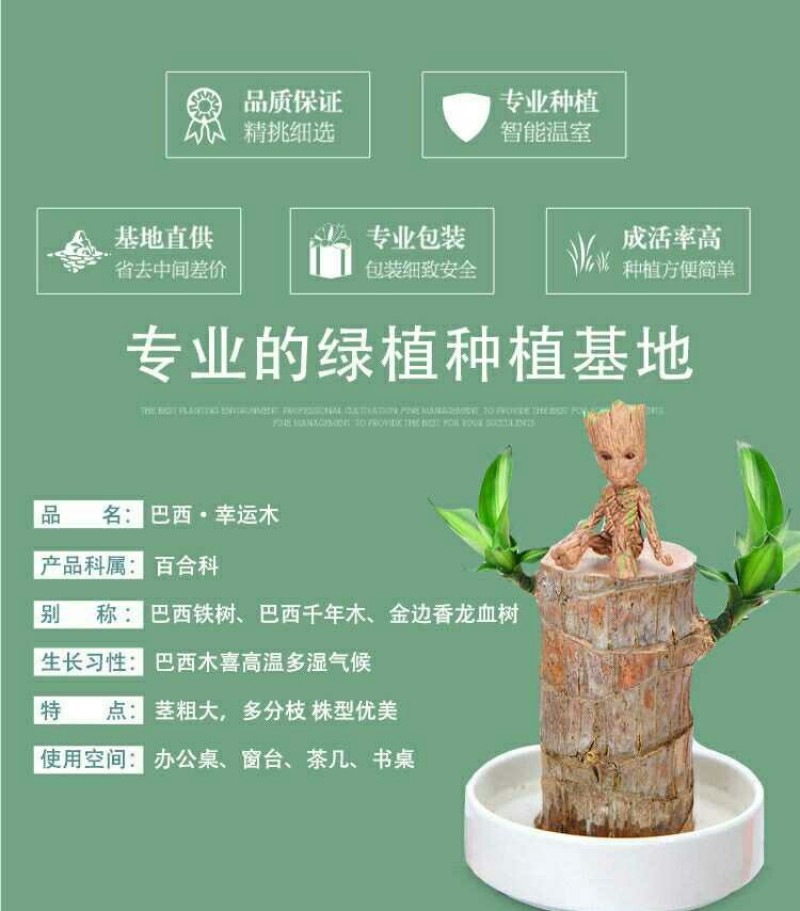 带芽巴西木阳台办公室新房懒人水培绿植格鲁特幸运木盆栽