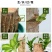 带芽巴西木阳台办公室新房懒人水培绿植格鲁特幸运木盆栽