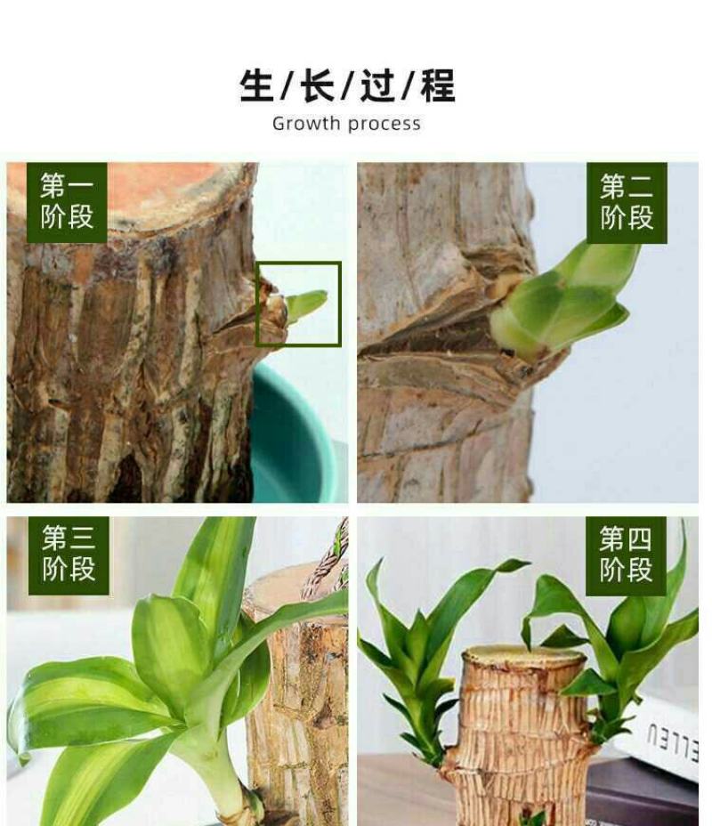 带芽巴西木阳台办公室新房懒人水培绿植格鲁特幸运木盆栽
