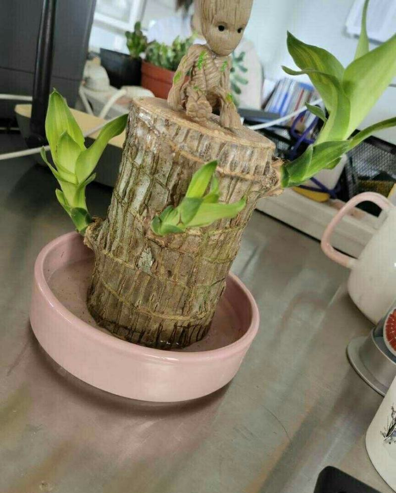 带芽巴西木阳台办公室新房懒人水培绿植格鲁特幸运木盆栽