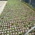 带芽巴西木阳台办公室新房懒人水培绿植格鲁特幸运木盆栽