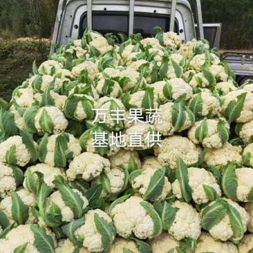 山东菜花有机花松花菜基地直供大量供货！