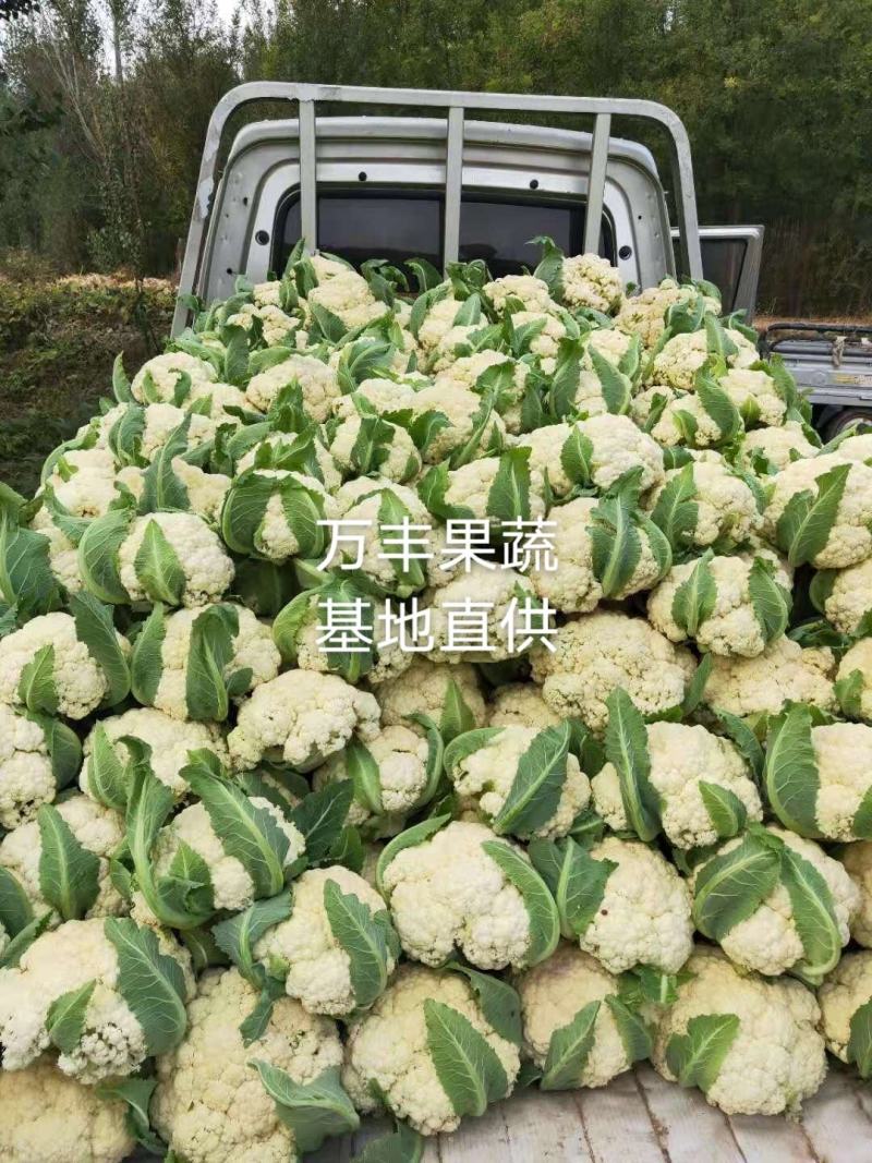 山东菜花有机花松花菜基地直供大量供货！