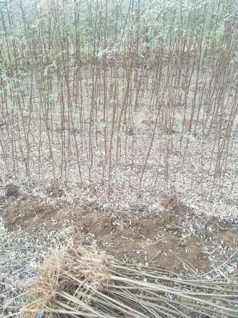 刺槐苗。高成活，易管理，地栽苗。货源充足，农户直销