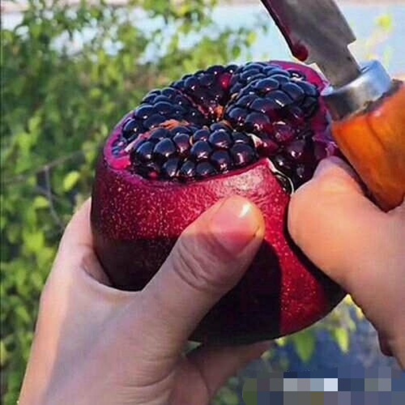 突尼斯软籽石榴南北方种植成活率高品种石榴果树苗