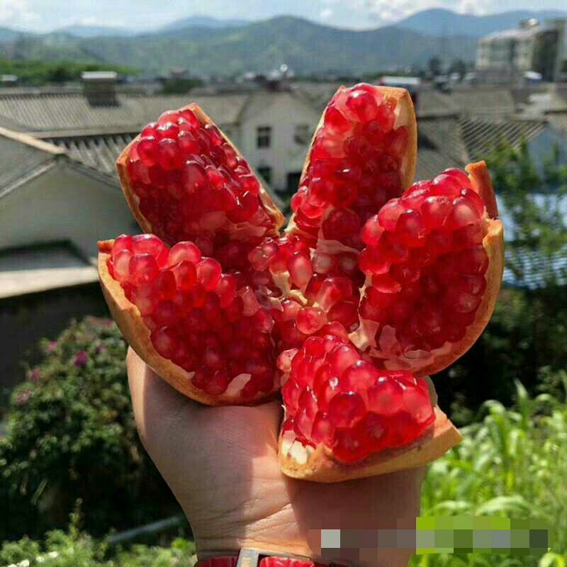 突尼斯软籽石榴南北方种植成活率高品种石榴果树苗