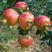 突尼斯软籽石榴南北方种植成活率高品种石榴果树苗
