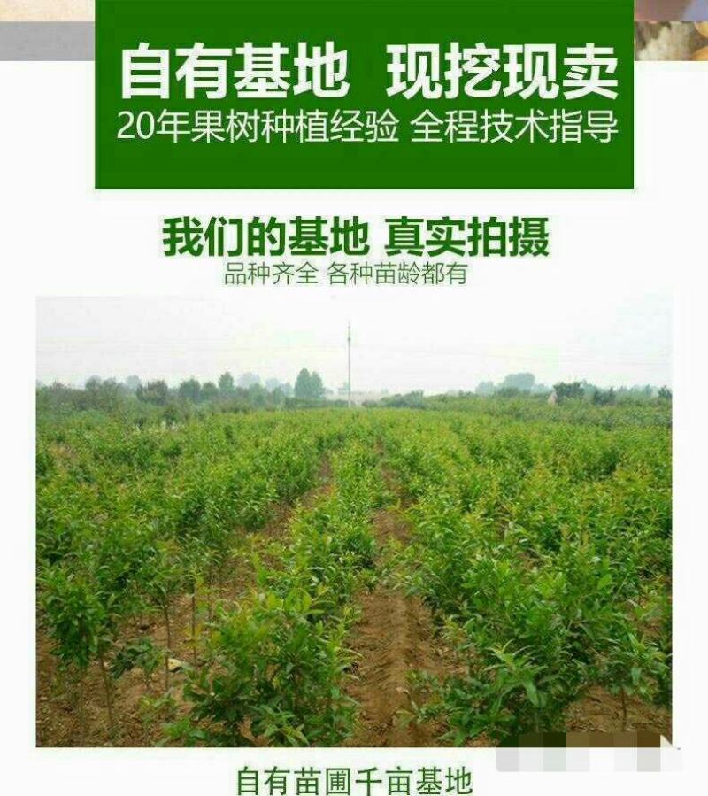 突尼斯软籽石榴南北方种植成活率高品种石榴果树苗