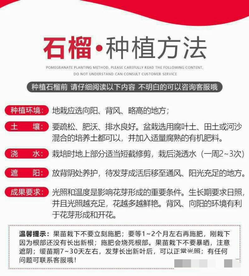 突尼斯软籽石榴南北方种植成活率高品种石榴果树苗