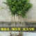突尼斯软籽石榴南北方种植成活率高品种石榴果树苗