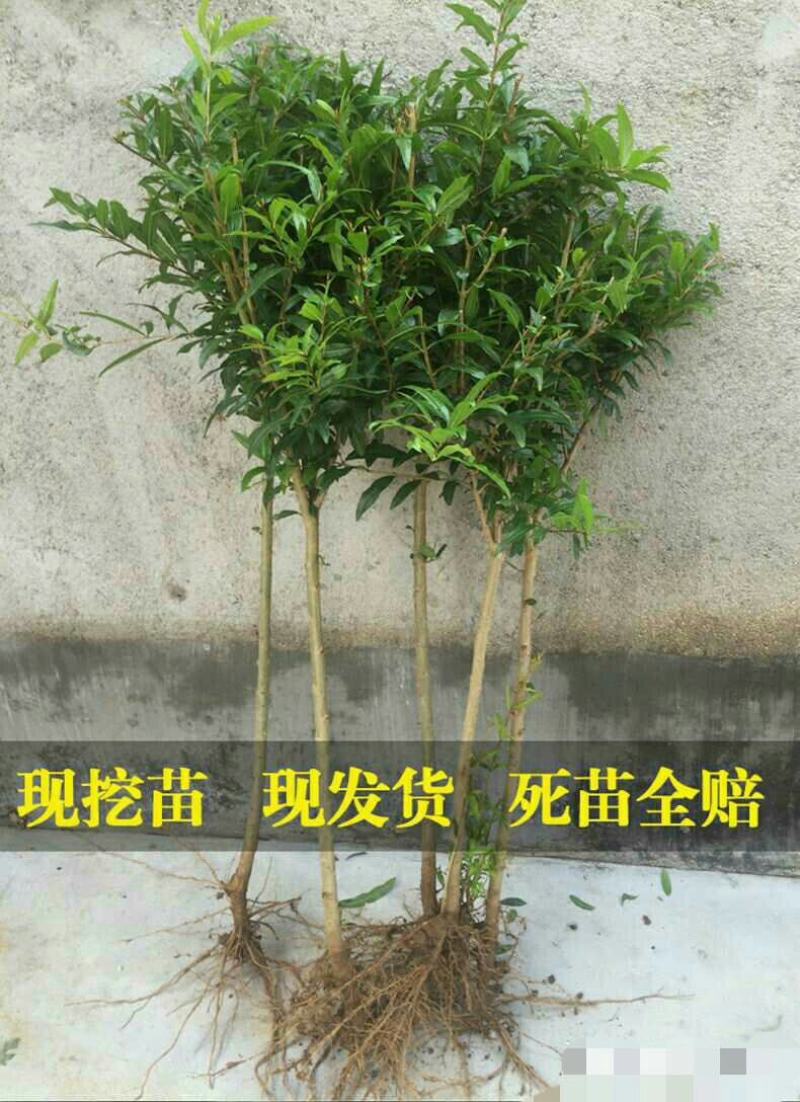 突尼斯软籽石榴南北方种植成活率高品种石榴果树苗