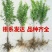 突尼斯软籽石榴南北方种植成活率高品种石榴果树苗