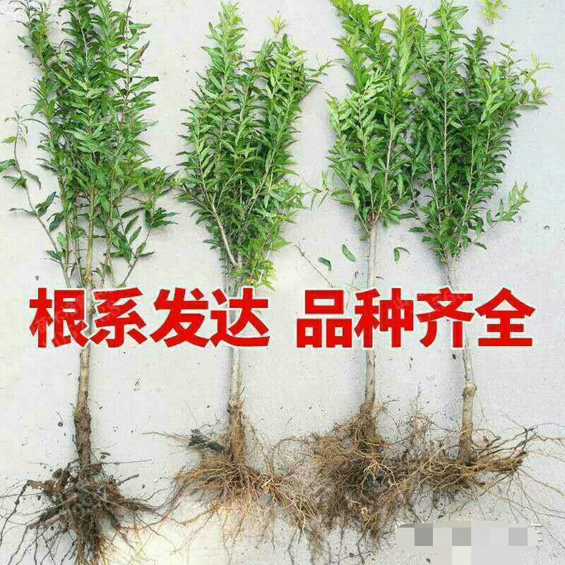 突尼斯软籽石榴南北方种植成活率高品种石榴果树苗