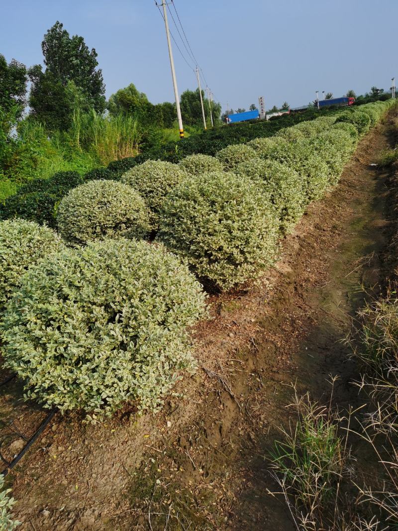 基地出售优质银姬小蜡球，银姬小蜡绿篱小苗，规格齐全