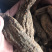 【强推】管花肉苁蓉批发，可视频看货，量大从优，上市中