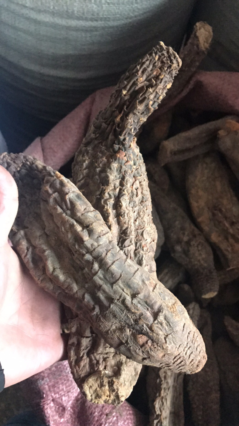 【强推】管花肉苁蓉批发，可视频看货，量大从优，上市中