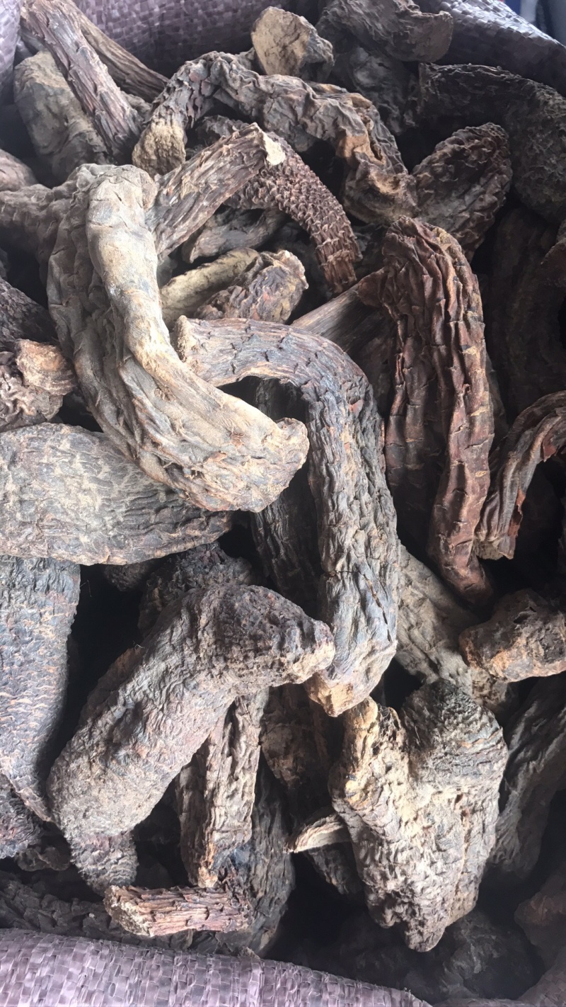 【强推】管花肉苁蓉批发，可视频看货，量大从优，上市中