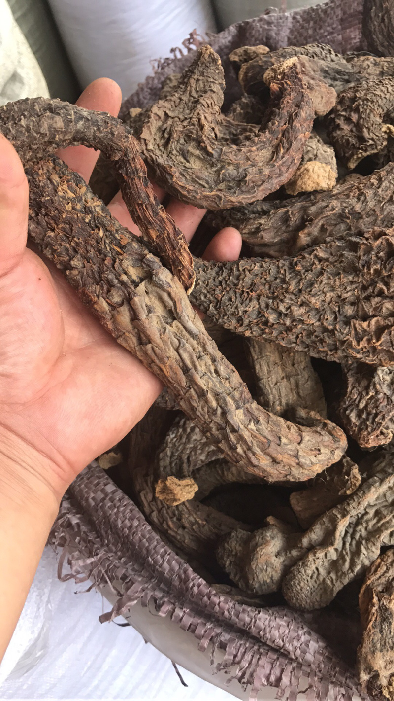 【强推】管花肉苁蓉批发，可视频看货，量大从优，上市中