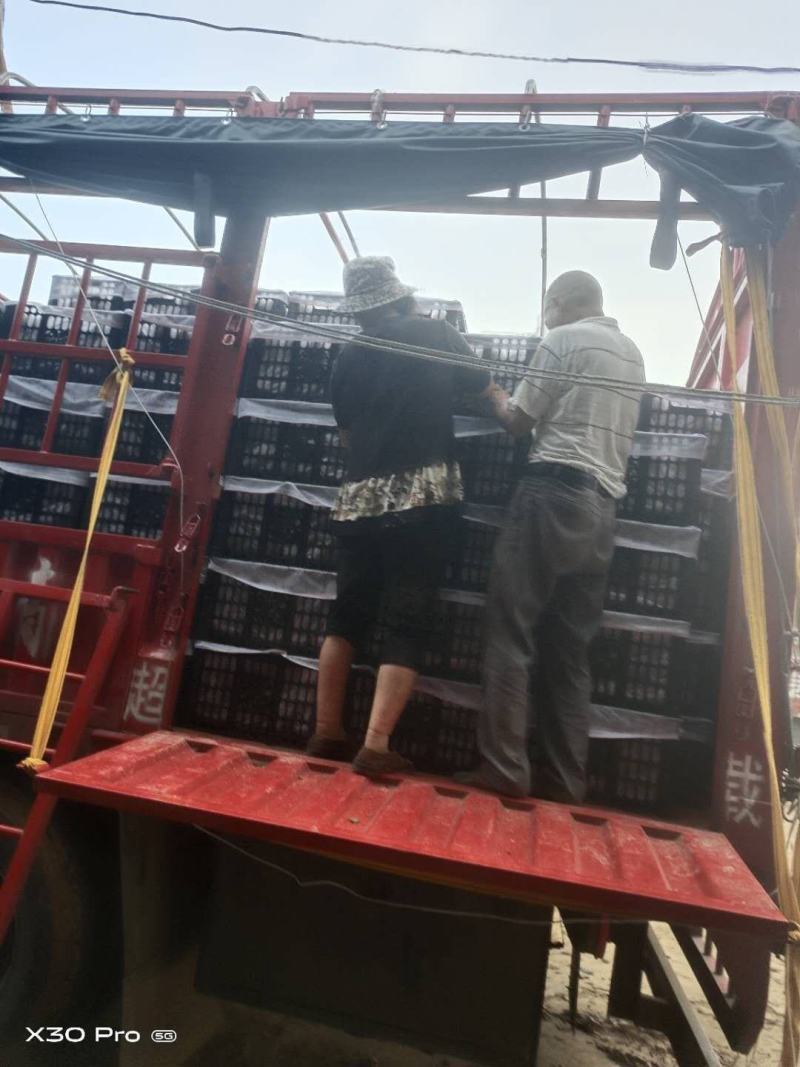 精品晚秋黄梨，个头大，口感甜，果形好看，每天现摘现发！