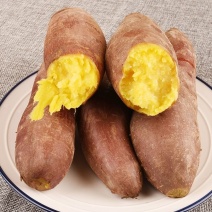 【精品】山东济薯26圆润饱满香甜可3两以上黄心可视频看货