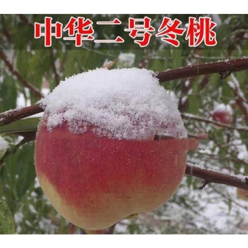 嫁接桃树苗南北方种植特大水蜜桃黄桃冬桃果树苗盆栽地栽