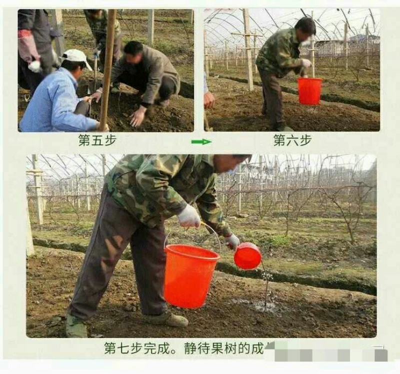 嫁接桃树苗南北方种植特大水蜜桃黄桃冬桃果树苗盆栽地栽