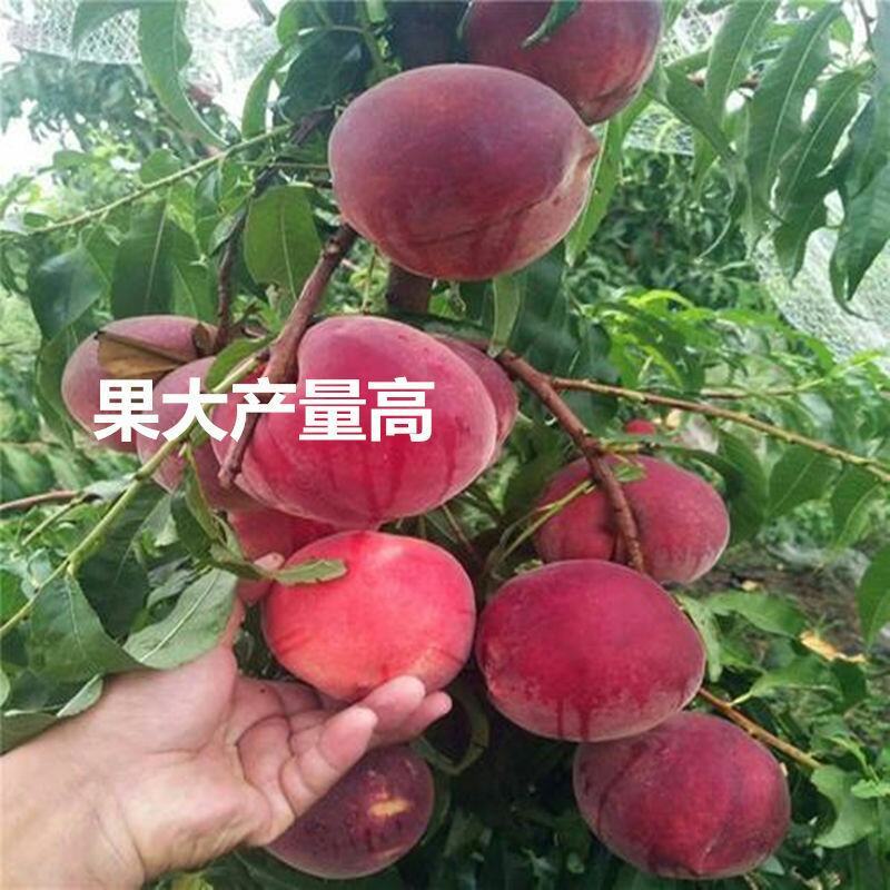 嫁接桃树苗南北方种植特大水蜜桃黄桃冬桃果树苗盆栽地栽