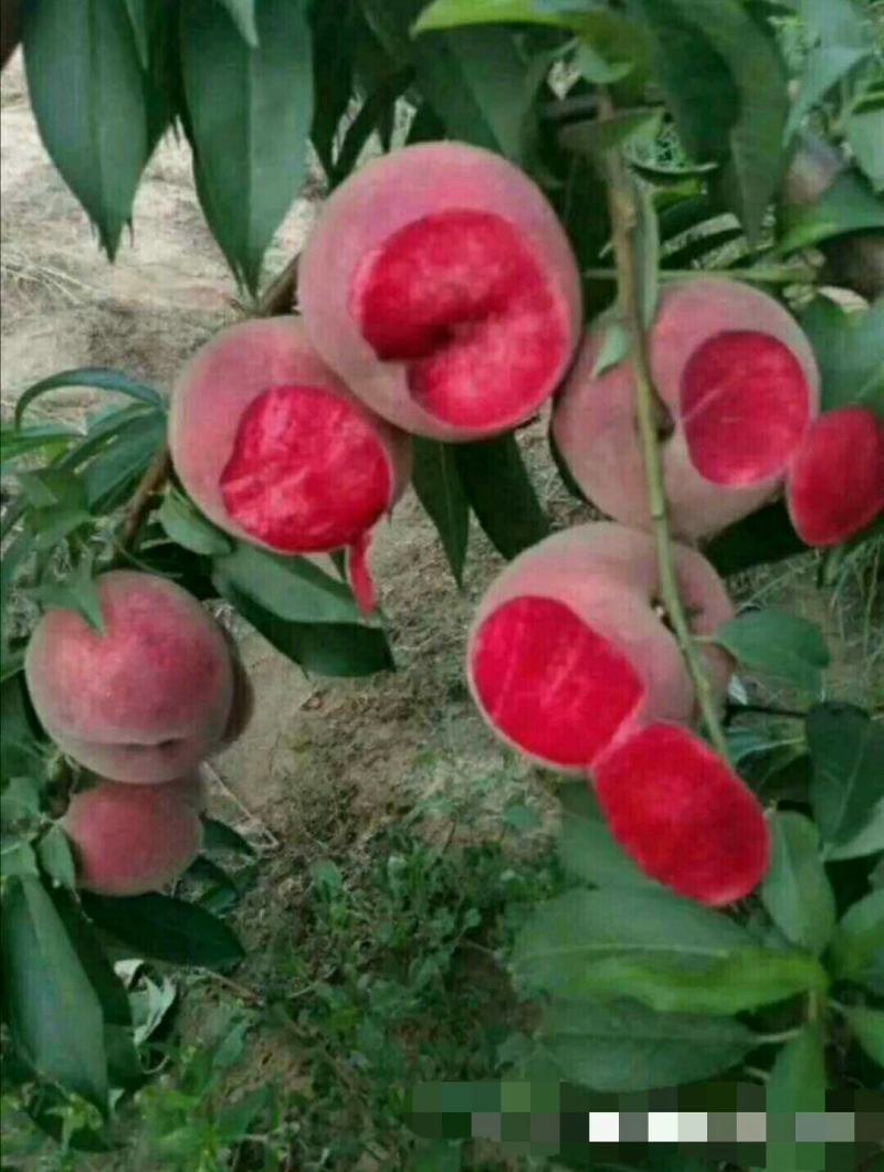 嫁接桃树苗南北方种植特大水蜜桃黄桃冬桃果树苗盆栽地栽