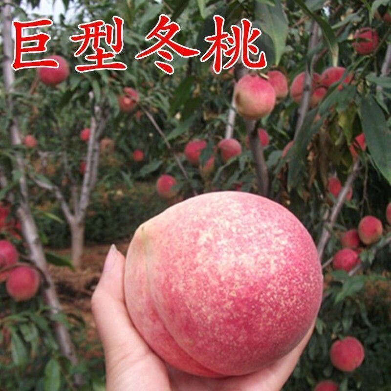 嫁接桃树苗南北方种植特大水蜜桃黄桃冬桃果树苗盆栽地栽