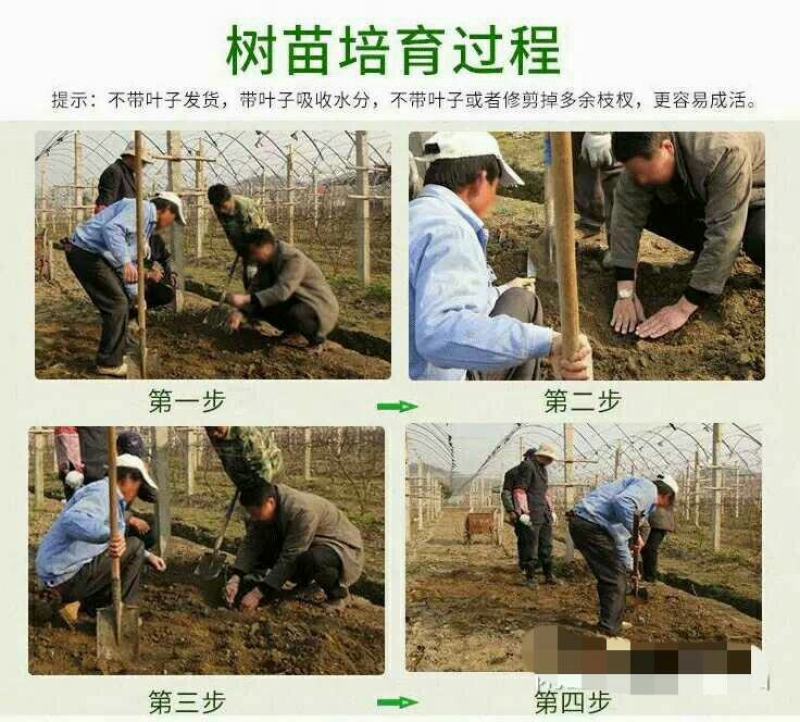 嫁接桃树苗南北方种植特大水蜜桃黄桃冬桃果树苗盆栽地栽