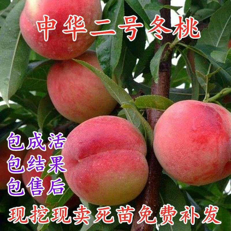 嫁接桃树苗南北方种植特大水蜜桃黄桃冬桃果树苗盆栽地栽