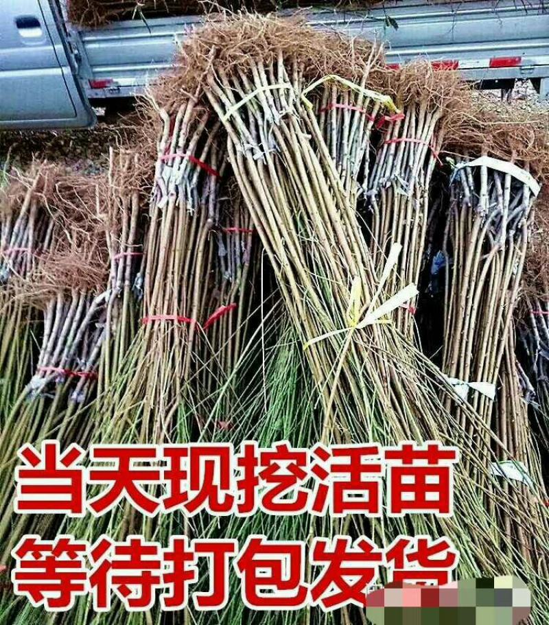 嫁接桃树苗南北方种植特大水蜜桃黄桃冬桃果树苗盆栽地栽