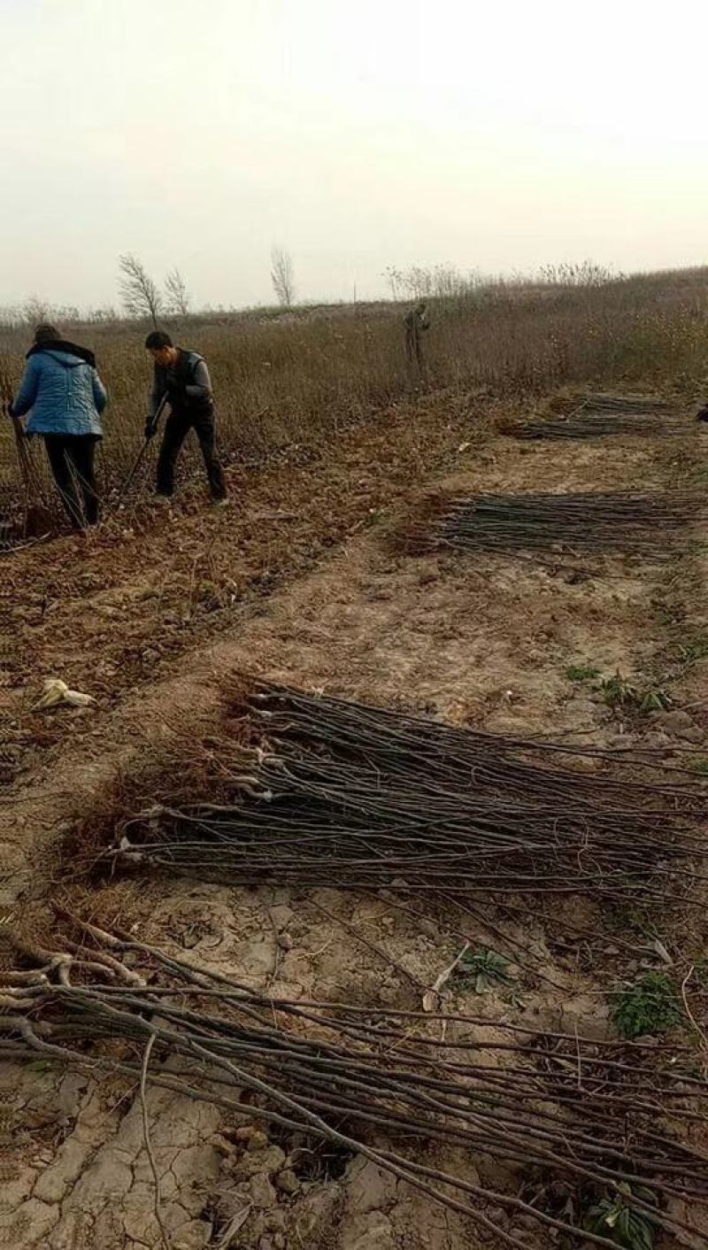梨树苗。保证纯度，成活率高。农户直供一手货源。货源充足。