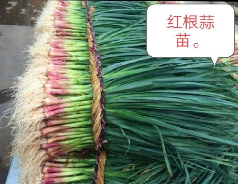 蒜苗种子寒蒜种子红根适合寒冷地区种，全国均可种植。