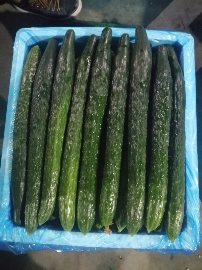 中农106黄瓜鲜花带刺22~25公分