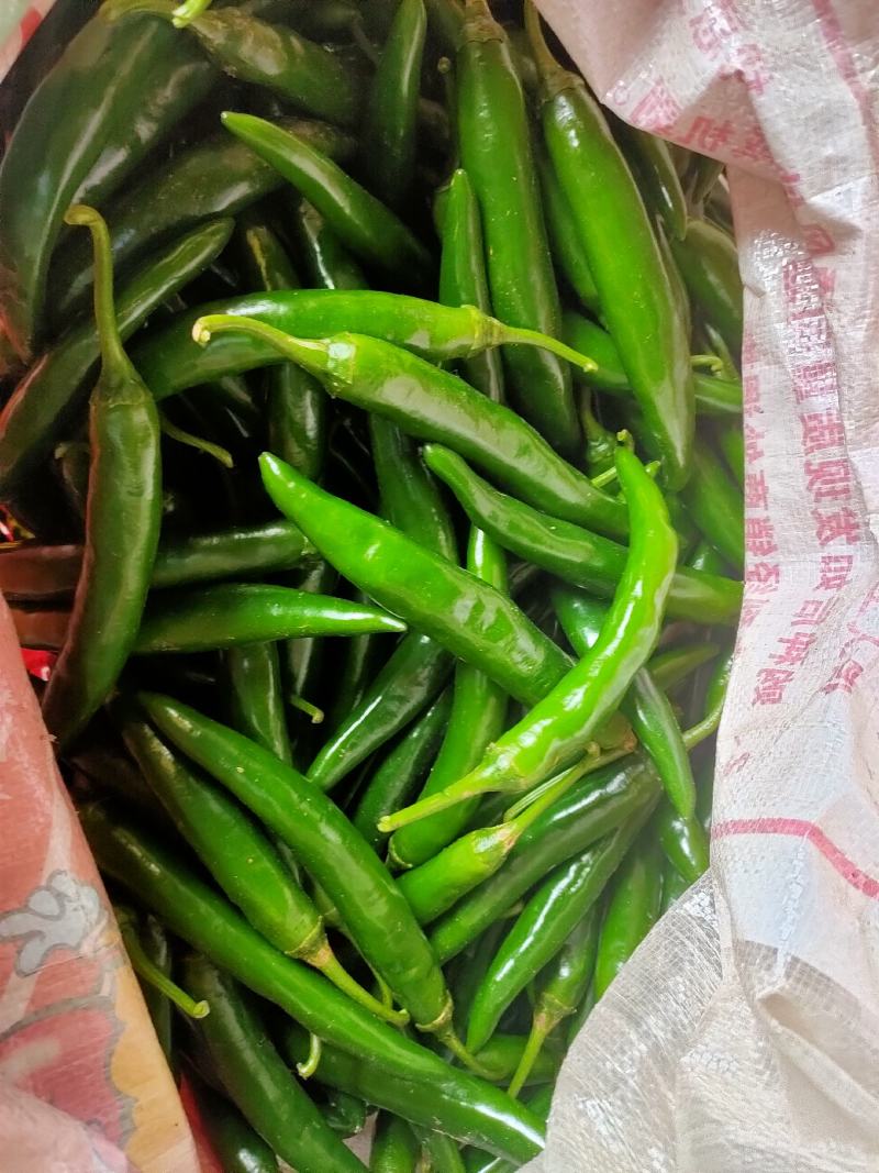 蔬菜/美人椒/鲜辣椒