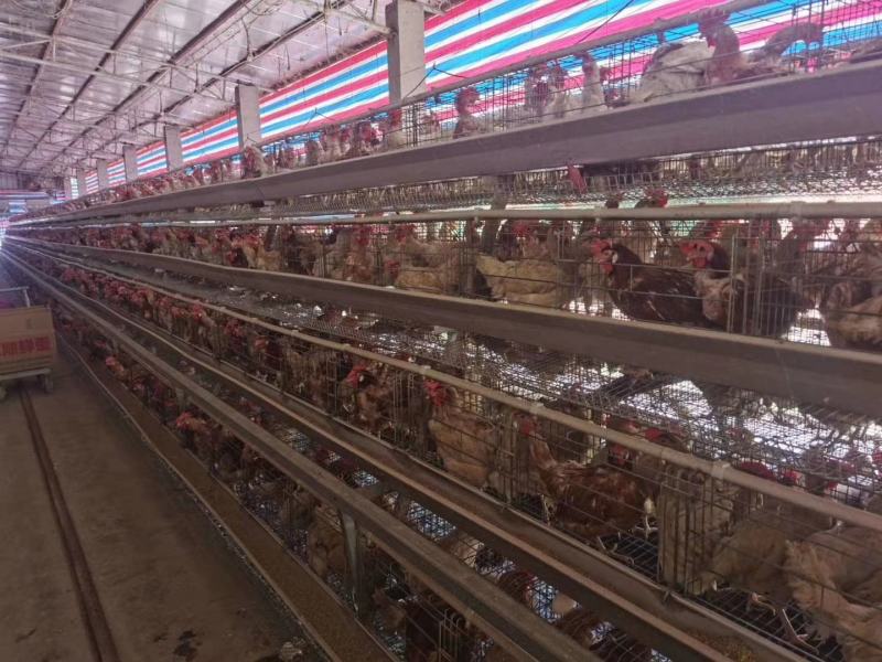 28000只，货源足海兰灰9成毛衣平均重量3.56