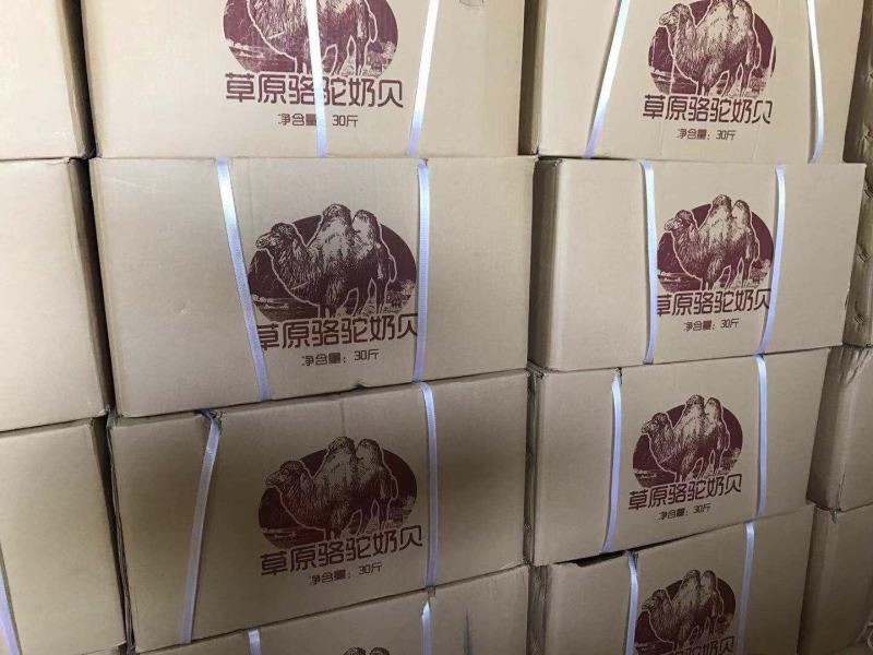 内蒙古牛奶贝/羊奶贝/沙漠驼奶贝散装和包装常年现货