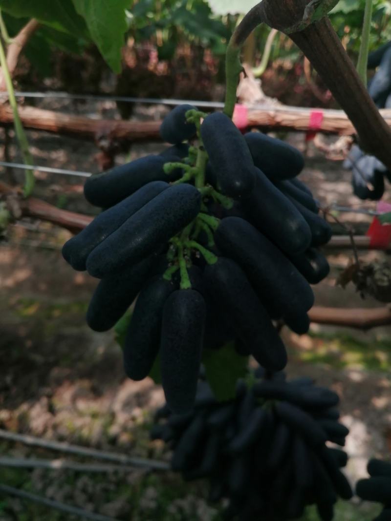 西昌克能生葡萄，纯甜无籽，西昌万亩葡萄基地，