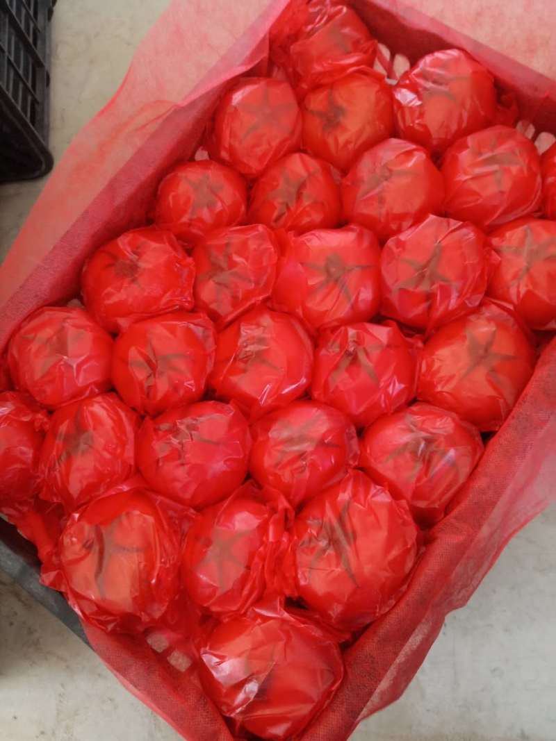 西红柿大红露天，货量大质量好价不高，8月陆续开始上市到3