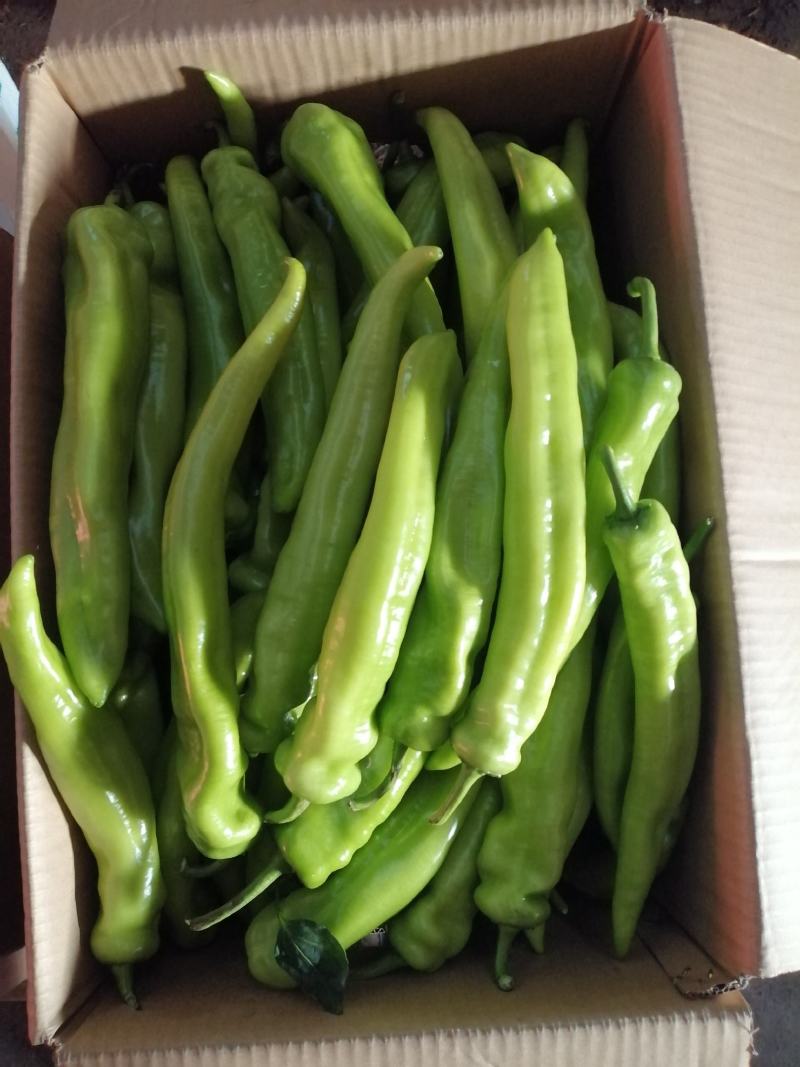 精品尖椒，一手货源，大量供应，保质保量！货源充足