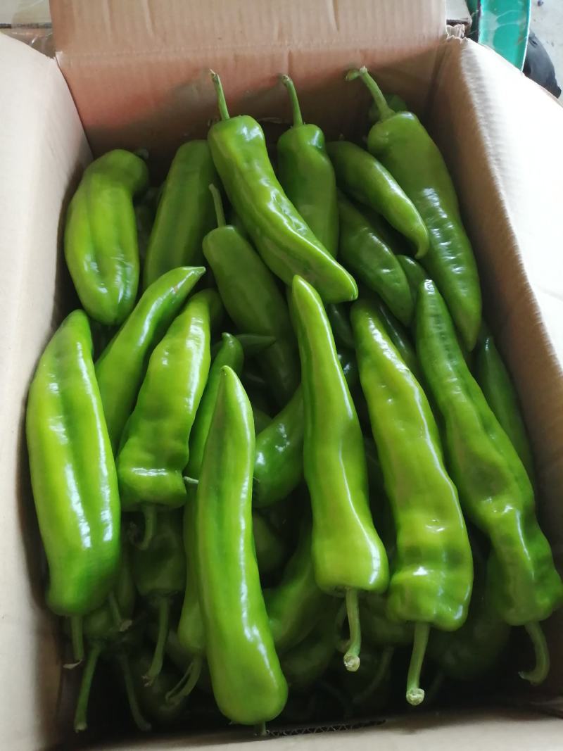 精品尖椒，一手货源，大量供应，保质保量！货源充足