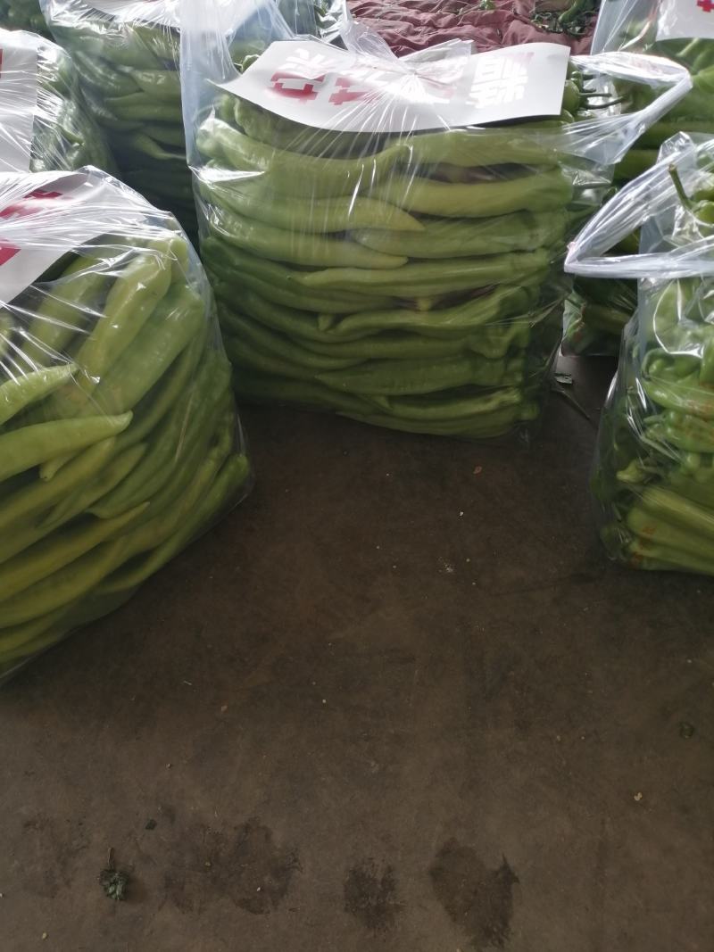 精品尖椒，一手货源，大量供应，保质保量！货源充足