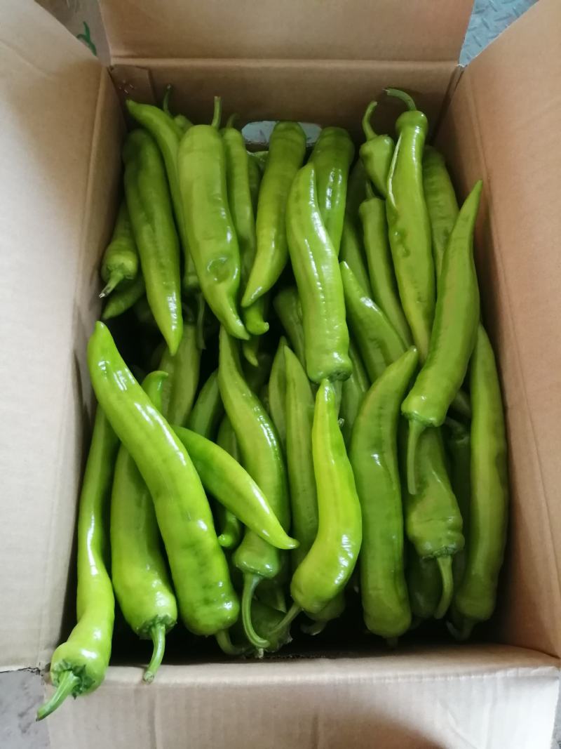 精品尖椒，一手货源，大量供应，保质保量！货源充足