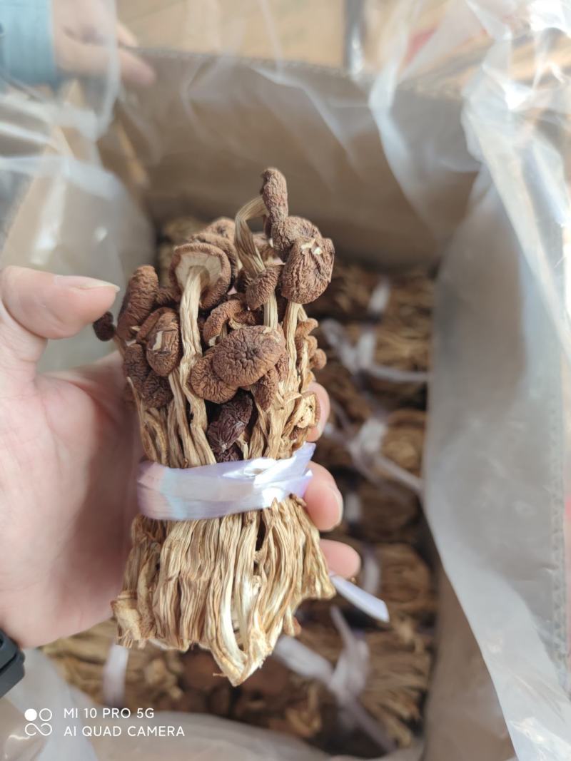 茶树菇剪头3号未开伞颜色好