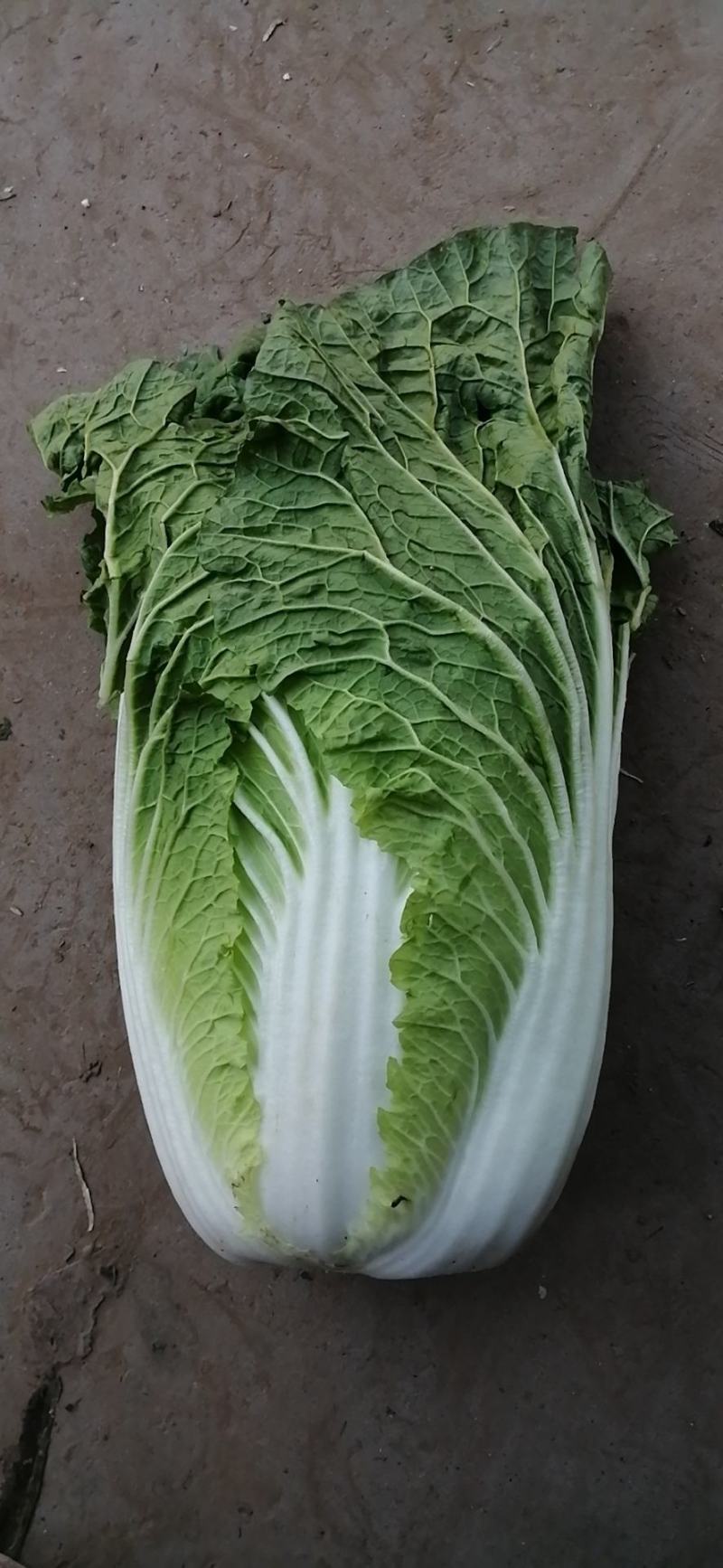 《精选》黄心白菜，精品大白菜货源充足大量供应，质量保证